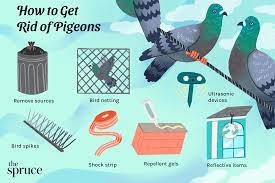 how to get rid of pigeons