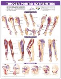 Trigger Point Chart Set Torso Extremities