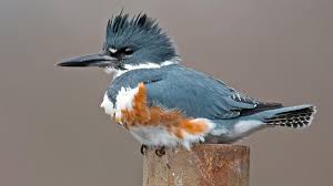 Belted Kingfisher Audubon Field Guide