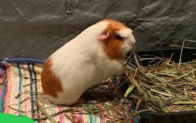 do guinea pigs have to eat hay