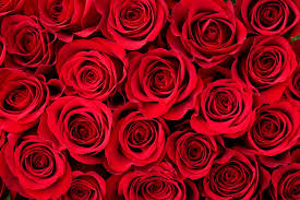 valentine s day roses a por flower