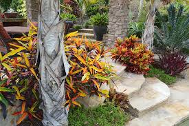 Crotons In Southern California