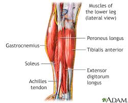 Main extensor tendon & digital extensor tendon & long extensor tendon. Leg Pain Information Mount Sinai New York