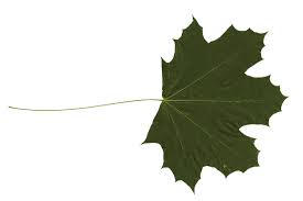 dark green leaf png graphic by