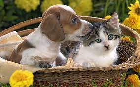 puppies and kittens wallpapers