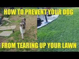 your dog from tearing up your lawn