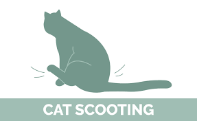 why is my cat scooting 4 vet approved