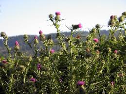 the scottish thistle purple powerful