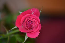 single red rose photo free stock photo
