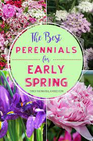 Maybe you would like to learn more about one of these? The Best Perennial Flowers For Early Spring Spring Perennials Best Perennials Flowers Perennials