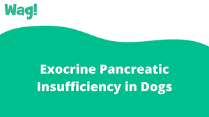 exocrine pancreatic insufficiency in