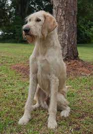 3 years old approximate weight: Phil The Irish Wolfhound Lab Mix S Web Page