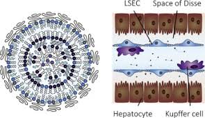 lipid nanoparticle technology for