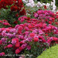 flower carpet roses d r snell nursery