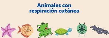 Animales africanos dibujos para colorear. Conocemos Animales Que Respiran Por La Piel Aprende En Casa Ii Primaria Un1on Puebla