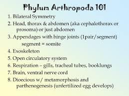 More Information On Arthropoda Circulatory System