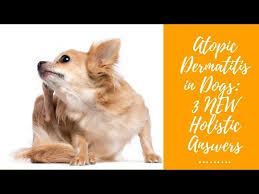 atopy environmental allergy in dogs