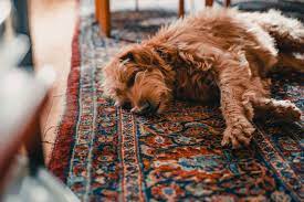 can i own a nice rug if i have pets