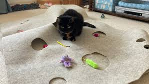 ripple rug cat activity mat review