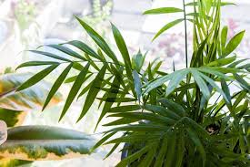 Indoor Palm Tree Care 7 Essential