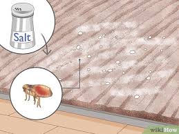 3 ways to kill fleas in a home wikihow