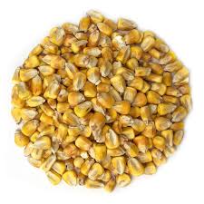 organic whole yellow corn in bulk