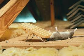 what kills rats instantly here s the trick