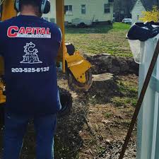 A stump grinder has sharp teeth on the front to cut right into the stump. Faq Capital Stump Grinding Llc