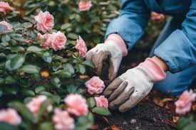 Gloves Planting Rose Flower In Soil