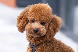 beautiful little brown poodle dog in a