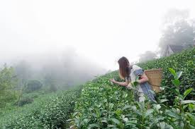 picking tip of green tea leaf by hand