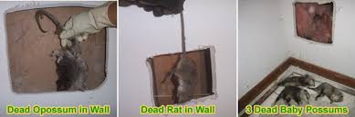 Dead Rat In Your House Wall