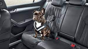 Best Cars For Dog Owners 2023