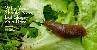 why you should never eat slugs on a
