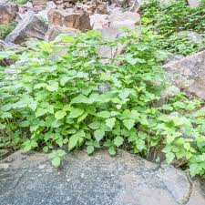 poison ivy control for your backyard