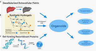 Organoid Culture Without Matrigel