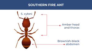 facts about arizona fire ants burns