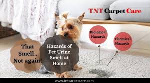 hazards of pet urine smell at home el