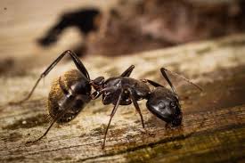 ants with borax plus