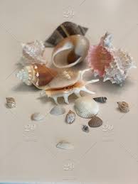 Sea Shells Stock Photo 206c6c83 085e 4cee Ae74