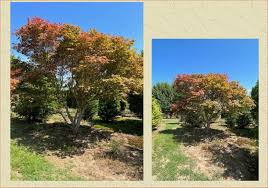 redleaf anese maple trees available