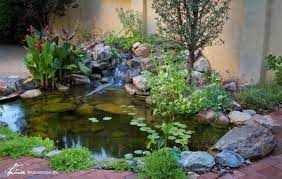 7 tips to keep pond water clean