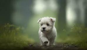 cute baby dog stock photos images and