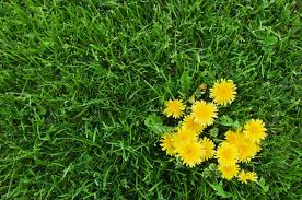 lawn weeds how to identify the most