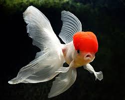 hd wallpapers for laptops gold fish