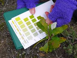 Munsell Color Charts For Plant Tissue With Banksia Leaves