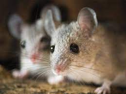 Mice In Your Garage Or Basement