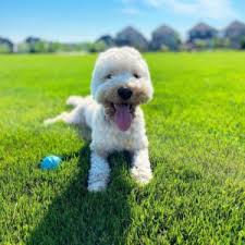 Described by our customers as professional and responsible, open and transparent, we focus solely on the wonderful goldendoodle cross and its parents breeds. Top 6 Goldendoodle Breeders In Florida 2021 We Love Doodles