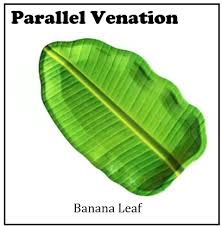 parallel venation is found in a mentha