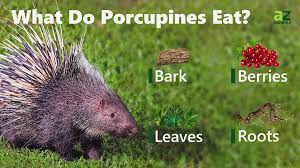 porcupine facts erethizon